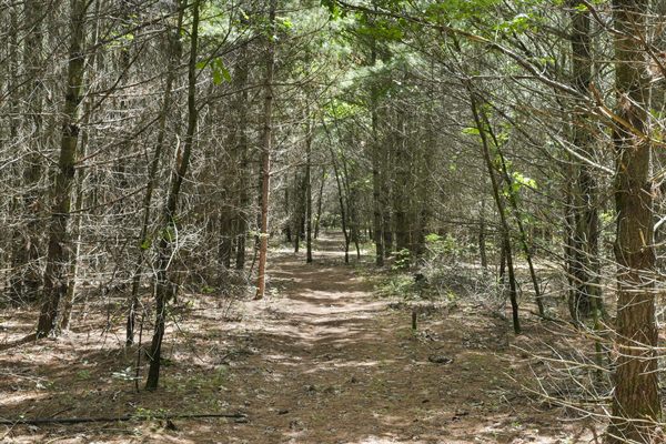 Aerial view of Oak and Ember cabins, pond, and wooded acreage